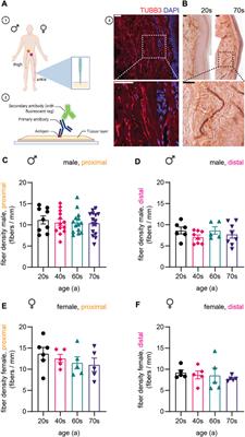 Age-dependent increase of cytoskeletal components in sensory axons in human skin
